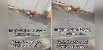 “Entrenado para las emergencias”: captan a perrito llevando papel higiénico a su dueño “Entrenado para las emergencias”: captan a perrito llevando papel higiénico a su dueño