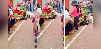 Señor deja que su perrito pase por una limpia para sacarle las malas energías y VIDEO se hace VIRAL