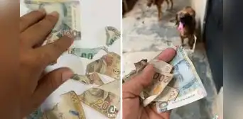Perritos despedazan billetes de su amo y éste pide ayuda por TikTok: “¿El banco me puede recibir?” Perritos despedazan billetes de su amo y éste pide ayuda por TikTok: “¿El banco me puede recibir?”