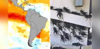 Fenómeno El Niño: 5 plagas amenazan con afectar la costa y sierra del Perú: ¿cuáles son? Fenómeno El Niño: 5 plagas amenazan con afectar la costa y sierra del Perú: ¿cuáles son?