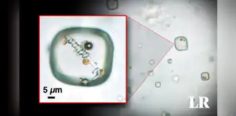 Científicos abrirán un cristal de 830 millones de años con posibles seres vivos en su interior