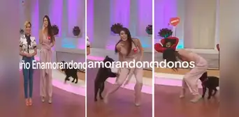 Perrito juguetón causa bochornoso blooper a conductora durante programa en vivo Perrito juguetón causa bochornoso blooper a conductora durante programa en vivo