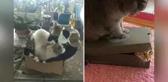 ¿Por qué a mi gato le gustan las cajas de cartón? Esto respondió la ciencia ¿Por qué a mi gato le gustan las cajas de cartón? Esto respondió la ciencia