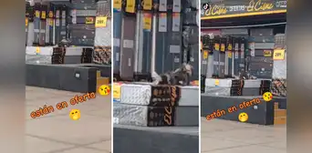Captan a perritos jugando sobre colchones en oferta y usuarios reaccionan: “Hacen control de calidad”