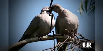 Las aves pueden 'divorciarse' y estas son las causas, según estudio científico Las aves pueden 'divorciarse' y estas son las causas, según estudio científico
