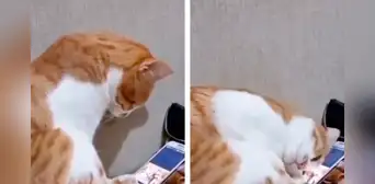 Gatito ve un video de su dueño fallecido y conmovedora reacción hace llorar a miles Gatito ve un video de su dueño fallecido y conmovedora reacción hace llorar a miles