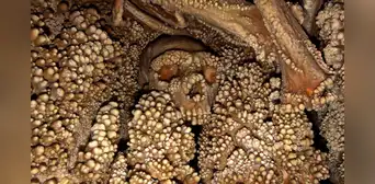El hombre de Altamura, el enigmático ancestro humano que quedó petrificado en una cueva El hombre de Altamura, el enigmático ancestro humano que quedó petrificado en una cueva