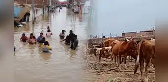 ¿Qué dijo Senasa ante la amenaza de plaga de langostas y ántrax en Lambayeque por el fenómeno El Niño?