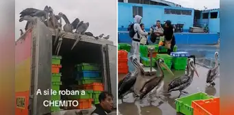 "Banda de los pelícanos": aves 'roban' pescados con disimulo a comerciantes y son furor en TikTok "Banda de los pelícanos": aves 'roban' pescados con disimulo a comerciantes y son furor en TikTok