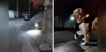 Perrito espera con una linterna a su dueña para guiarla a casa por las noches: “Ilumina su camino” Perrito espera con una linterna a su dueña para guiarla a casa por las noches: “Ilumina su camino”