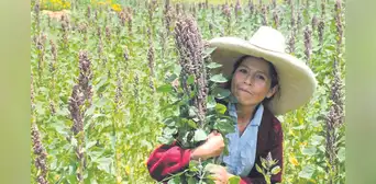 Producción de quinua cayó más de 77% hasta abril Producción de quinua cayó más de 77% hasta abril