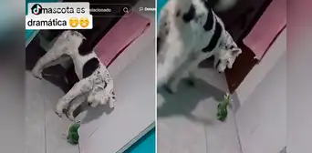 Lorito exagera sus gritos ante presencia de un perro en su casa: VIDEO se hizo VIRAL