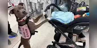 Belle, la primera “partera canina” tras asistir a mujer con autismo a dar a luz a su bebé