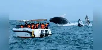 ¿Por qué vienen las ballenas a Piura y Tumbes entre julio y septiembre? ¿Por qué vienen las ballenas a Piura y Tumbes entre julio y septiembre?