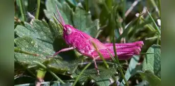 Captan extraño saltamontes rosado en un jardín de Reino Unido Captan extraño saltamontes rosado en un jardín de Reino Unido