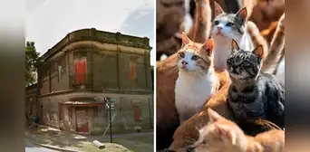 Hombre muere y es devorado por sus gatos tras quedar encerrados en casa durante 20 días