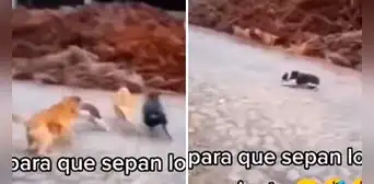 Hombre 'ladra' a perritos y ellos huyen del susto: "Para que sepan lo que se siente"
