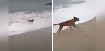 Punta Hermosa: critican a hombre por no impedir que sus perros ataquen a lobo marino varado Punta Hermosa: critican a hombre por no impedir que sus perros ataquen a lobo marino varado