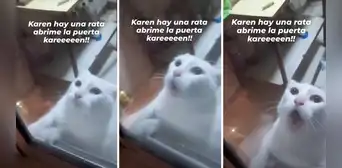 Gato ‘pide a gritos’ que lo saquen de la cocina donde había una rata: “Está aterrado” Gato ‘pide a gritos’ que lo saquen de la cocina donde había una rata: “Está aterrado”