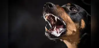 Si me muerde un perro con rabia, ¿cuánto tiempo tengo para vacunarme?