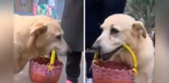 Perrita vende caramelos junto con su dueña de 65 años y tierna historia es viral: "Que Dios las proteja" Perrita vende caramelos junto con su dueña de 65 años y tierna historia es viral: "Que Dios las proteja"