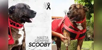 La historia de Scooby, el perro más querido de la UNSA y el club Melgar en Arequipa