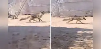 Zorro hace de las suyas y roba las gallinas en Chimbote: ¡Dejen a 'Run Run' tranquilo! Zorro hace de las suyas y roba las gallinas en Chimbote: ¡Dejen a 'Run Run' tranquilo!