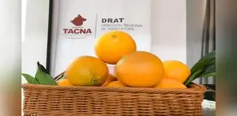 ¡Buena noticia! Tacna exportará naranjas a Chile tras obtener permisos sanitarios ¡Buena noticia! Tacna exportará naranjas a Chile tras obtener permisos sanitarios