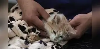 Chipre: 300.000 gatos mueren a causa de coronavirus felino