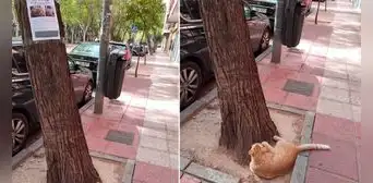 Mujer encuentra a gatito viendo el letrero que decía que estaba perdido: “Pedirá recompensa” Mujer encuentra a gatito viendo el letrero que decía que estaba perdido: “Pedirá recompensa”