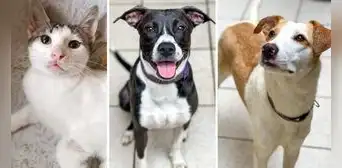 ¿Quieres un perrito? Albergue realiza jornada de adopción en Larcomar este sábado 15 de julio ¿Quieres un perrito? Albergue realiza jornada de adopción en Larcomar este sábado 15 de julio