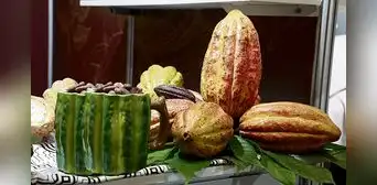 Cacao peruano llega a más de 70 mercados a nivel mundial Cacao peruano llega a más de 70 mercados a nivel mundial