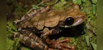Descubren nueva especie de anfibio en el Parque Nacional Yanachaga Chemillén, en Perú Descubren nueva especie de anfibio en el Parque Nacional Yanachaga Chemillén, en Perú
