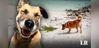 Perrito ciego y sordo guía a turistas hacia su playa favorita: “¡Diez estrellas por ese anfitrión!” Perrito ciego y sordo guía a turistas hacia su playa favorita: “¡Diez estrellas por ese anfitrión!”