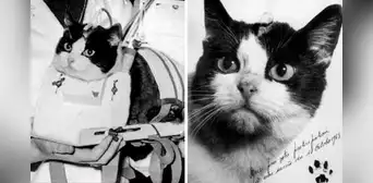 La desconocida historia de Felicette, la única gata que viajó al espacio y volvió con vida La desconocida historia de Felicette, la única gata que viajó al espacio y volvió con vida