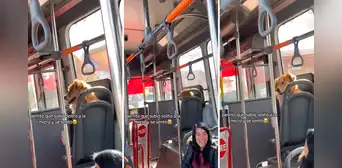 ¡Ampayado en plena fuga! Mujer encontró a su perro en transporte público y él se hizo el loco ¡Ampayado en plena fuga! Mujer encontró a su perro en transporte público y él se hizo el loco