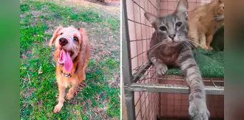 Rímac: piden ayuda para mantener albergue de perritos y gatitos rescatados de la calle