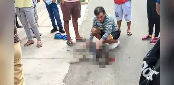 Delincuentes matan a un perro que intentó defender a su dueño de un asalto en Trujillo Delincuentes matan a un perro que intentó defender a su dueño de un asalto en Trujillo