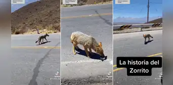Zorrito sorprende al interactuar con viajero en carretera de Arequipa: “Dicen que es suerte” Zorrito sorprende al interactuar con viajero en carretera de Arequipa: “Dicen que es suerte”