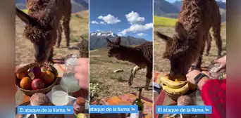 Llamita sorprende a pareja de turistas en pleno pícnic en Cusco: “La llama del amor” Llamita sorprende a pareja de turistas en pleno pícnic en Cusco: “La llama del amor”