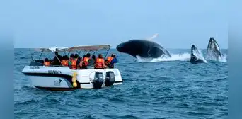 Mincetur: avistamiento de ballenas en el norte generará un impacto económico de S/18 millones