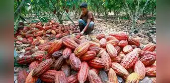Desafíos del cacao peruano: cambio climático y nuevas regulaciones en la UE Desafíos del cacao peruano: cambio climático y nuevas regulaciones en la UE