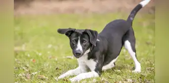 ¿Cómo calcular la edad de mi perro en años humanos? Tabla con edades ¿Cómo calcular la edad de mi perro en años humanos? Tabla con edades
