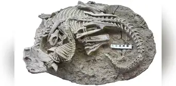 Hallan, por primera vez, fósil de un mamífero peleando a muerte con un dinosaurio