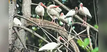 Tumbes es el paraíso de las aves playeras Tumbes es el paraíso de las aves playeras