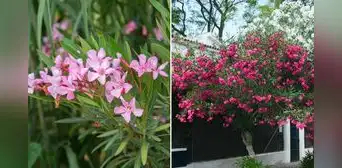 ¿Has visto esta flor en las calles de Lima? Conoce por qué sería letal para tu salud