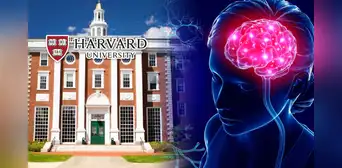 Seis alimentos recomendados para agudizar la memoria, según experta de Harvard Seis alimentos recomendados para agudizar la memoria, según experta de Harvard