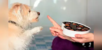Esto es lo que pasa si le das chocolate a tu perro Esto es lo que pasa si le das chocolate a tu perro