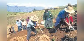 En 5 años, la asociatividad en el sector agrícola llegaría al 50% En 5 años, la asociatividad en el sector agrícola llegaría al 50%
