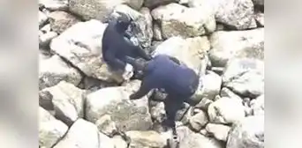 Detienen a sujetos por pescar con explosivos en la Reserva Nacional de Paracas Detienen a sujetos por pescar con explosivos en la Reserva Nacional de Paracas